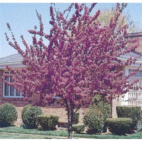 955 Gallon Pink Flowering Tree Robinson Crabapple In Pot With Soil
