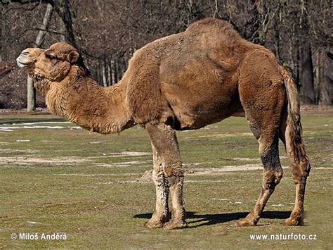 Camelus Dromedarius Pictures Dromedary Images Nature Wildlife Photos