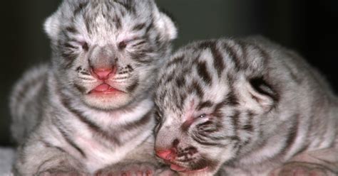2 White Tiger Cubs Born At Northern Indiana Zoo
