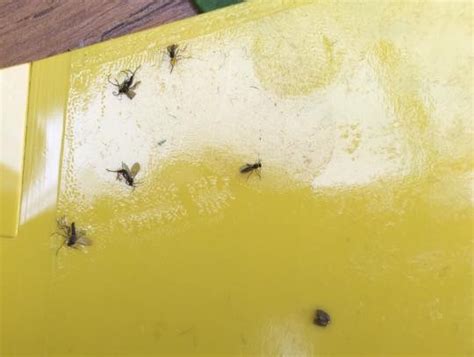 How To Get Rid Of Fungus Gnats — Plant Care Tips And More · La Résidence