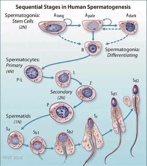 4 Stages In Spermatogenesis The Sequential Stages Of Differentiation
