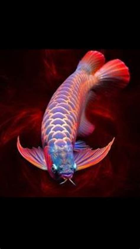 Alibaba.com offers 2,099 dragon fish products. aquarium fishes names and pictures | Unique Freshwater ...