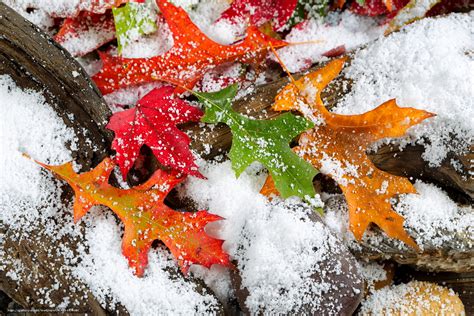 Download Wallpaper First Snow Autumn Leaves Nature Free Desktop