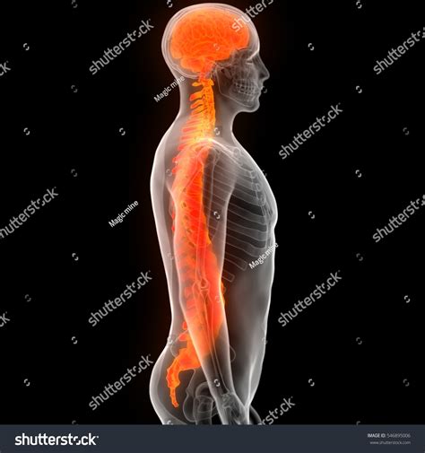 Brain Spinal Cord Anatomy 3d Stock Illustration 546895006