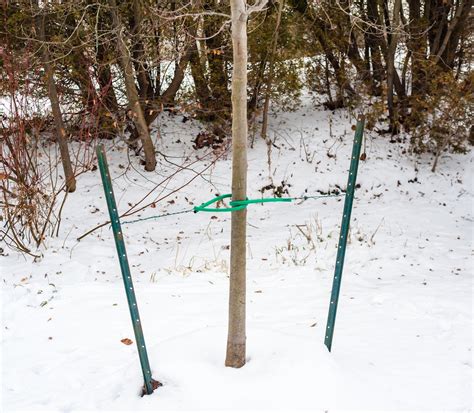 How To Stake A Tree The Right Way So Itll Never Fall Over