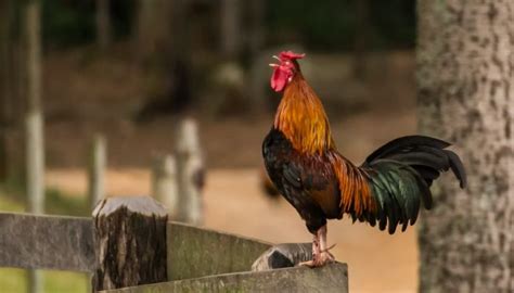 German Couple Takes Rooster To Court For Crowing Too Much