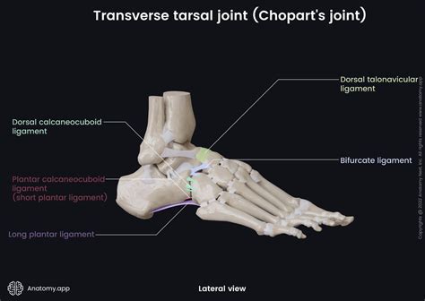 Transverse Tarsal Joint Choparts Joint Encyclopedia Anatomyapp