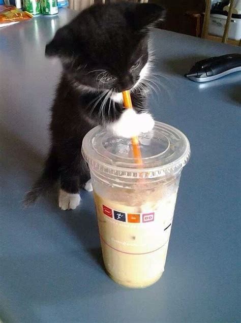 Kitten And Coffee Imgur