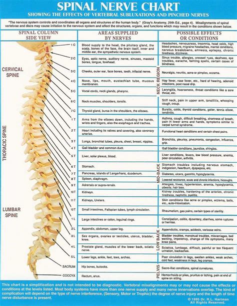 Chart Of Nerves From Spine