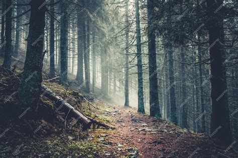 Premium Photo Trail In A Dark Pine Forest