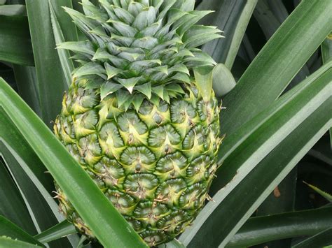 Pineapples have exceptional juiciness and a vibrant tropical flavor that balances the tastes of sweet and tart. JTP TRADING SDN BHD: Do you know how to plant pineapple?