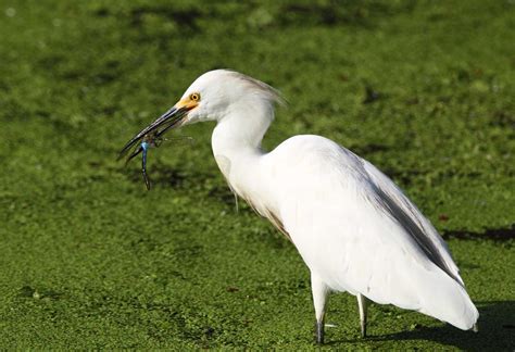 White Egret Birds Easy To Find In Wading Ditches In Area Community