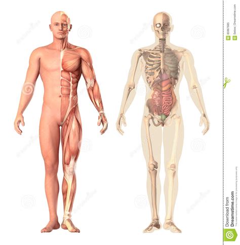 Medical Illustration Of A Human Anatomy Transparency, View. The ...