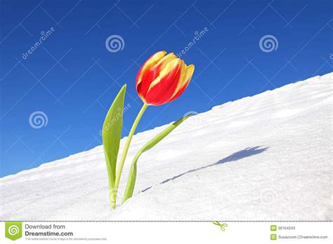 A Spring Tulip In Snow Before Winter Is Going Stock Image