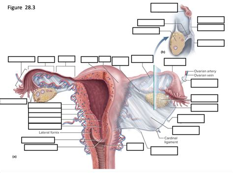 Female Reproductive Tract Diagram Quizlet