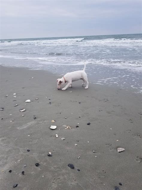 Here's the scoop on our favorite pet friendly hotels, dog friendly activities, and restaurants that allow dogs in myrtle beach. Bull terrier puppy on Myrtle Beach! 11 Weeks old! | Bull terrier, English bull terriers, Bull ...