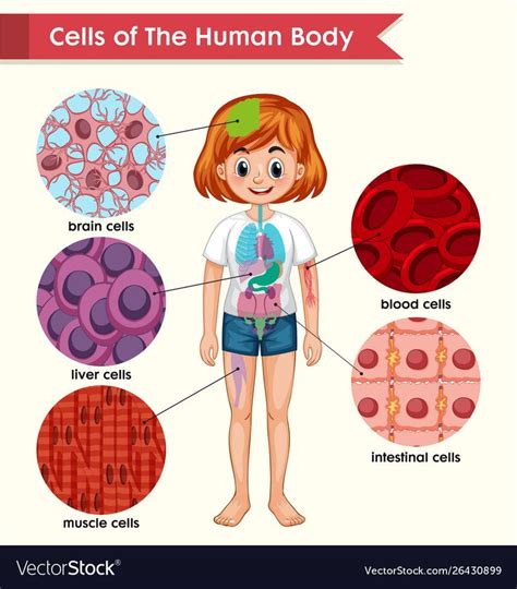 An Illustration Of Different Types Of Human Body Cell