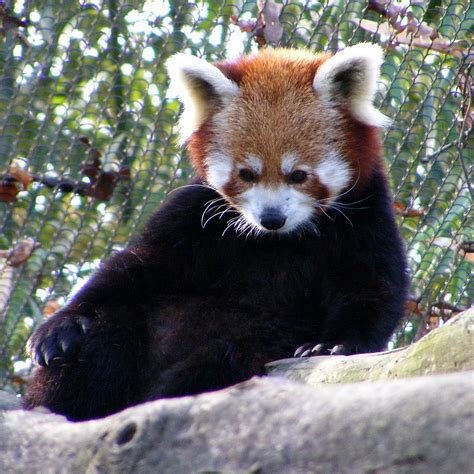 Red Panda At Knoxville Zoo Knoxville Zoo Red Panda Animals