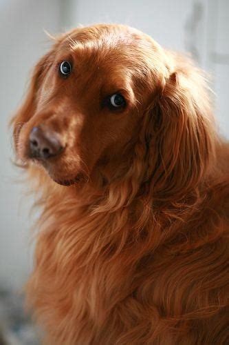 Irish setters make excellent family dogs they are extremely good with children, although i would always suggest parental guidance for the safety of the child and the puppy. Golden Irish (Irish Setter & Golden Retriever Mix) Info, Pictures, Traits