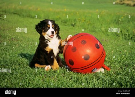 Bernese Mountain Dog Puppy On Meadow With Ball Stock Photo Alamy