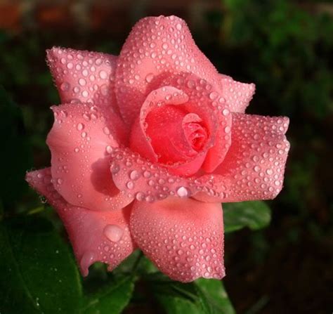 Sintético 100 Foto Imagenes De Rosas Bonitas De Colores Cena Hermosa
