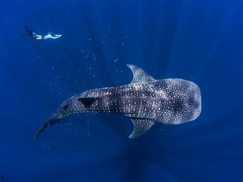 Swim With Whale Sharks Rac Exmouth Cape Holiday Park