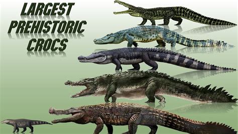 10 Biggest Prehistoric Crocodiles Ever Discovered 2021 Youtube