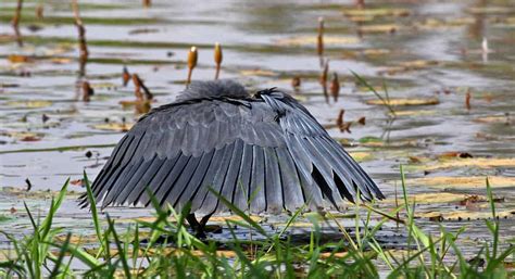 Black Heron Typically Canopy Feeding Focusing On Wildlife