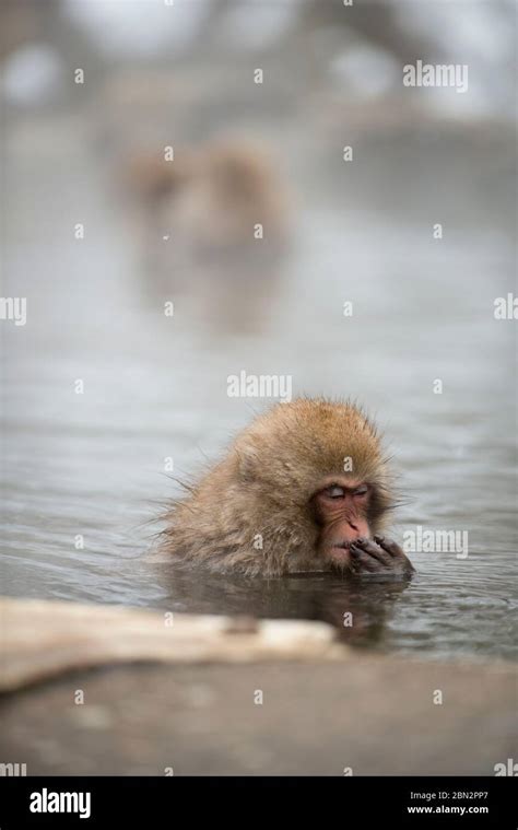 Japanese Macaque Monkey Macaca Fuscata In Hot Spring Bath Jigokudani