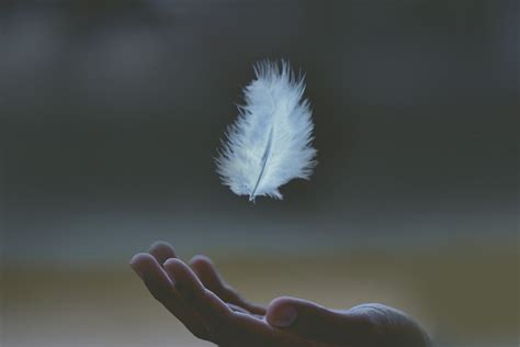 Angel Feathers Started Appearing Everywhere — Destiny Image