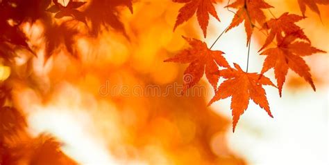 Autumn Leaves Very Shallow Focus Stock Photo Image Of Foliage Leaf