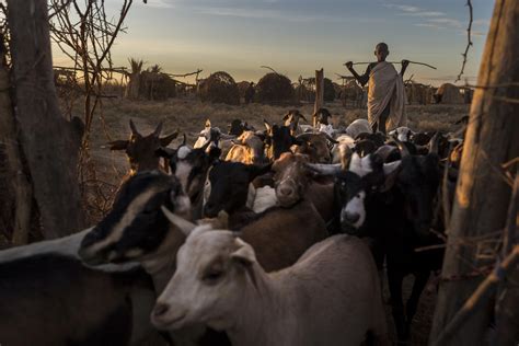 Farmer Herder Conflicts On The Rise In Africa Human Rights Watch