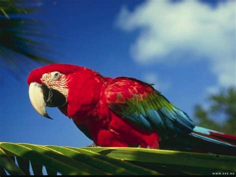 Fonds Decran Oiseau Psittaciformes Ara Genre Animaux Télécharger Photo