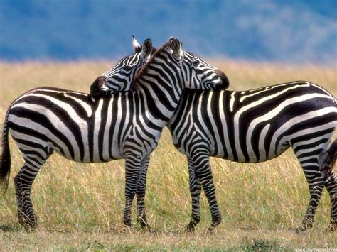 Hd Zebra Wallpapers High Definition Wallpapers High Definition