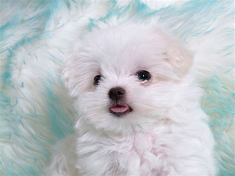 ❤ get the best cute animal wallpapers on wallpaperset. Cute Animal Wallpapers | Top HD Wallpapers