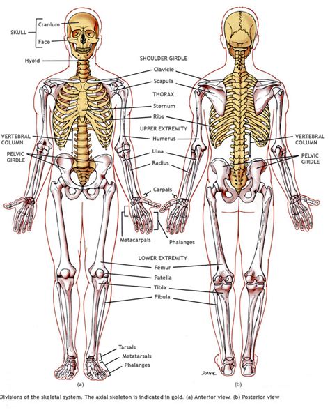 Ks3 Biology Ks3 Biology Part 2 Skeletal System