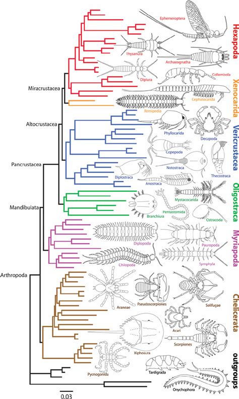 1 A Recently Proposed Phylogenetic Tree Of The Arthropoda Including Download Scientific