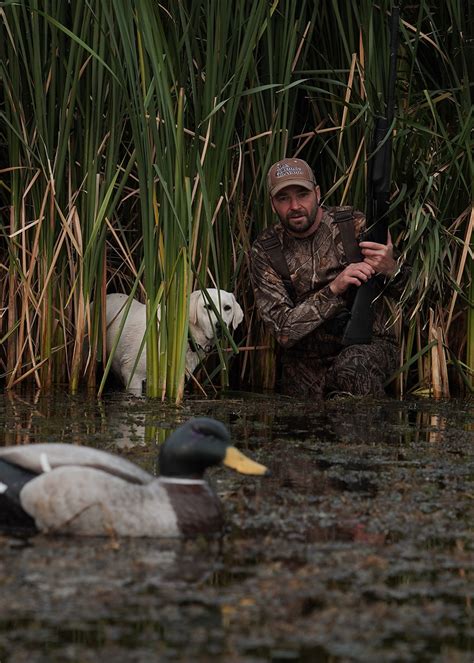 North Dakota At Center Of Duck Stamp Contest North Dakota Game And Fish