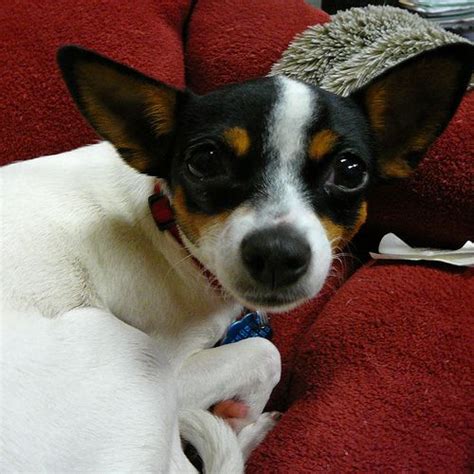 Rat Terrier Chihuahua Mix Pets Lovers