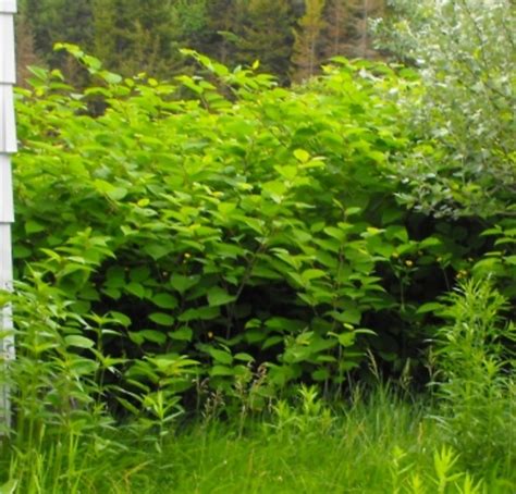 We explain the laws that affects japanese knotweed; Getting Rid of Invasive Species of Plants: False Bamboo in ...