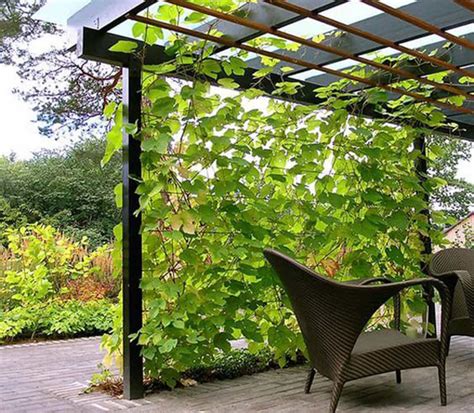 Outdoor Vines Garden Trellis With Seating Areas Homemydesign