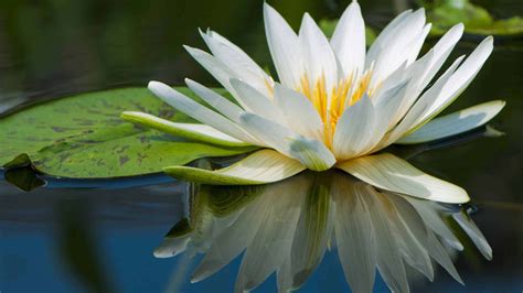 Nymphea Beautiful Flower On The Water Wallpapers And Images