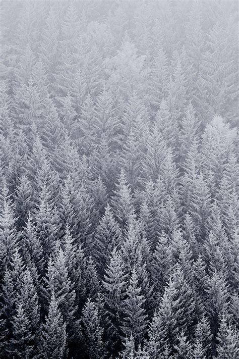 41 Winter Pine Trees Wallpaper Wallpapersafari