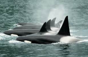 Unique Alaskan Orcas Slip Toward Extinction National Geographic Blog