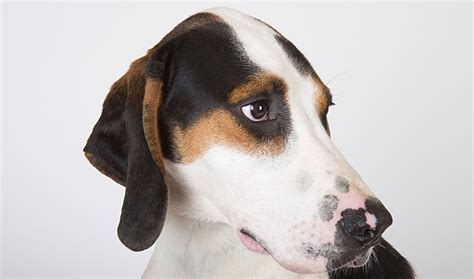 Treeing Walker Coonhound Temperament Lifespan Shedding Puppy