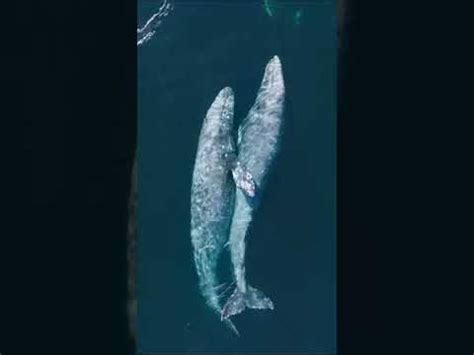 This Is How Whales Mate Whale Mating And Loving YouTube