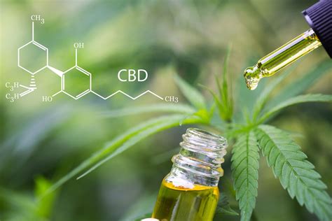 The following day, you can hop right out of bed, looking and feeling completely refreshed, as well as energized. Everything You Need to Know About How to Use CBD Oil | Cannabis wiki