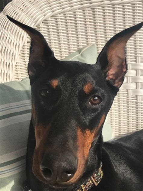 Bumps Inside And Along Edges Of Cropped Ears Doberman Forum