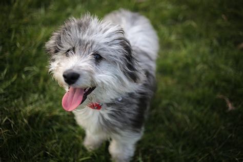 The poodle combined with australian shepherd has an almost endless supply of energy. Aussiedoodle Mixed Dog Breed Pictures, Characteristics ...