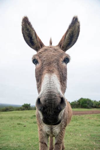 10 Fun Facts About Donkeys Things You Never Know